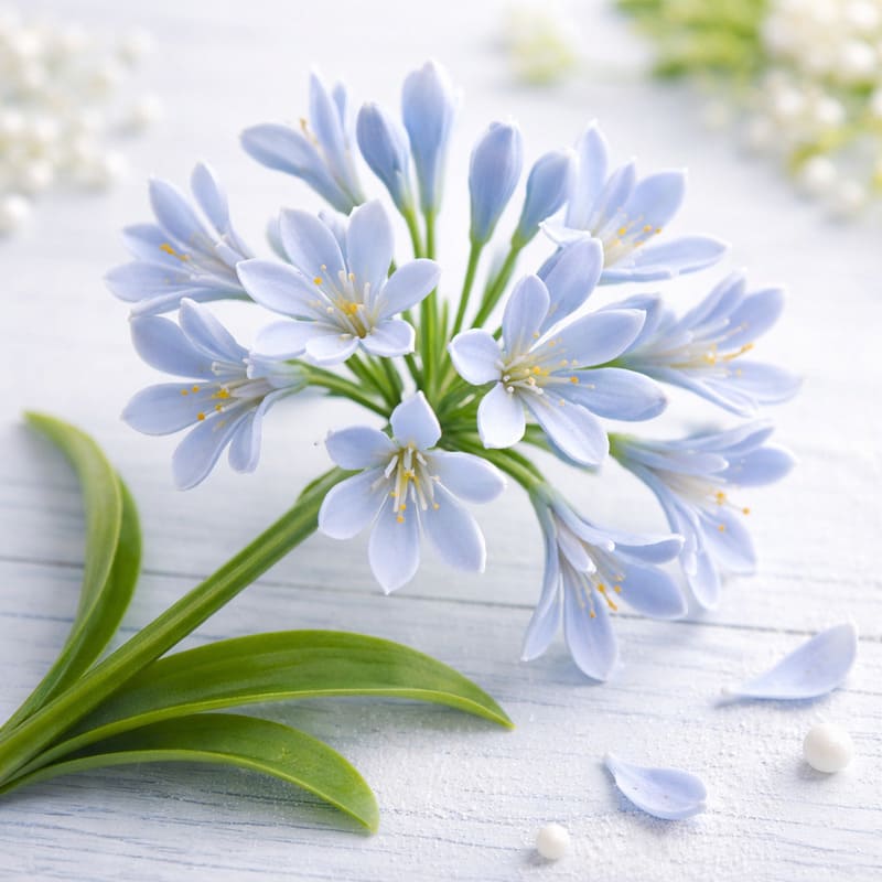 Vykrajovátko kalokvět